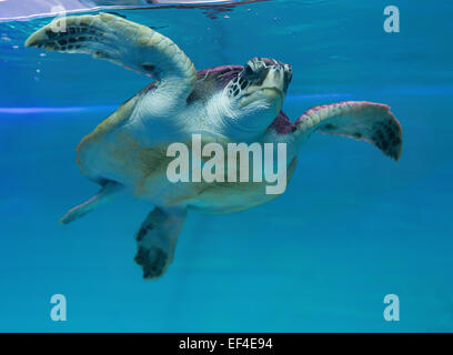 Schildkröte im Aquarium schwimmen Stockfoto