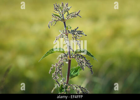 Brennessel Urtica Dioica, Blüte Stockfoto