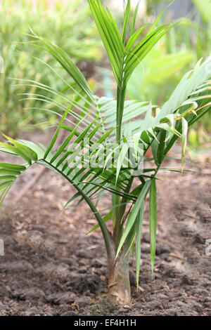 Junge Majestät Palm, majestätische Palmen, Ravenea Rivularis wachsen im Boden Stockfoto