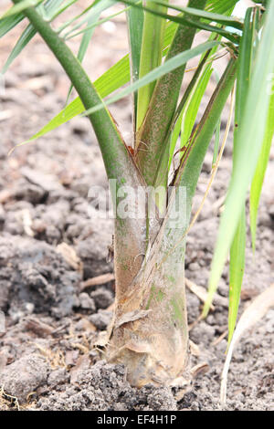 Majesty Palm Ravenea Rivularis in den Boden zu Pflanzen Stockfoto