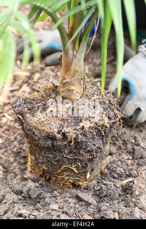 Majesty Palm Ravenea Rivularis in den Boden zu Pflanzen Stockfoto