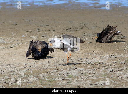 Drei männliche Europäische Ruffs (Calidris pugnax) im vollen Züchtungsgefieder kämpfen im Frühling in ihrer lek-Paarungsarena Stockfoto