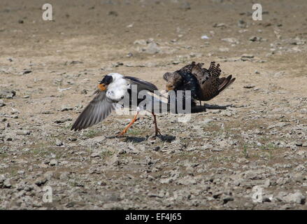 Zwei männliche Europäische Ruffs (Calidris pugnax) in vollem Zuchtgefieder, die in einer lek-Paarungsarena auftreten und bedrohen Stockfoto