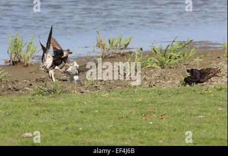 Hormonkrampfe (Calidris pugnax) im vollen Zuchtgefieder, die in einer lek-Paarungsarena auftreten und kämpfen Stockfoto