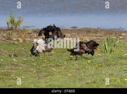 Rivale männliche Europäische Ruffs (Calidris pugnax) im vollen Züchtungsgefieder kämpfen im Frühling in ihrer lek-Paarungsarena Stockfoto