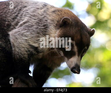 Neugierige weiß-gerochene Nasenbär oder Coatimundi (Nasua Narica) Höhe oben in einem Baum Stockfoto