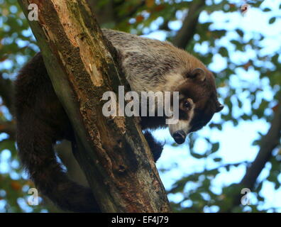 Zentrale amerikanische weiß-gerochene Nasenbär oder Coatimundi (Nasua Narica) hoch oben in einem Baum Stockfoto