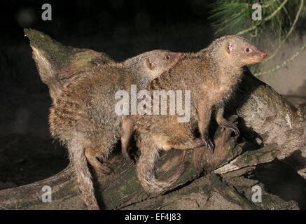 Paar von zwei ostafrikanischen gebändert Mangusten (Mungos Mungo) zusammengedrängt Stockfoto