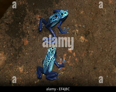 Paar zwei helle blaue südamerikanischen blaue Pfeilgiftfrösche oder Pfeil Frösche (Dentrobates Tinctorius Azureus) posieren zusammen Stockfoto