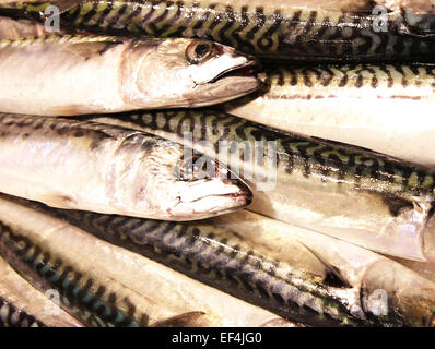 Makrele Scomber Scombrus Mittelmeer Essen frisches Eis Markt Barcelona la Rambla Spanien Restaurant Delikatesse boqueri Stockfoto