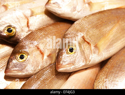 gemeinsamen Pandora Pagellus Erythrinus Mittelmeer Essen frisches Eis Markt Barcelona la Rambla Spanien Restaurant Delikatesse boqueri Stockfoto