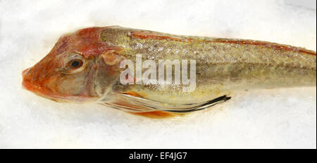 Tub Gurnard Chelidonichthys Lucerna Mittelmeer Essen frisches Eis Markt Barcelona la Rambla Spanien Restaurant Delikatesse boquer Stockfoto