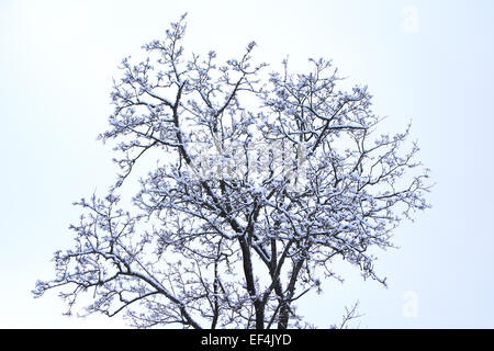 verschiedenen Winterbäume unter Schnee an frostigen Tagen Stockfoto