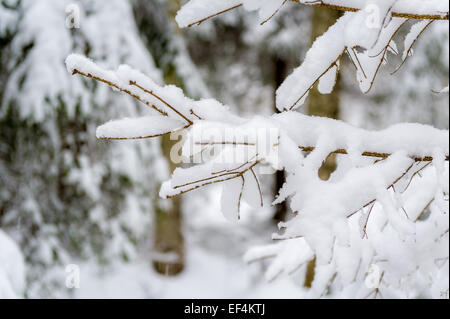 Ast im Schnee Stockfoto