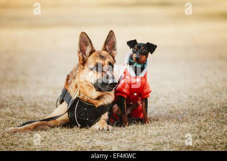 Braun, Deutscher Schäferhund und schwarzen Zwergpinscher Pincher Verlegung zusammen auf dem trockenen Rasen. Herbst Stockfoto