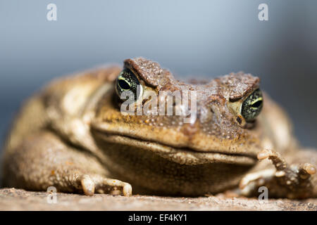 Tierwelt: Cane Toad – (Schädlingsbekämpfer Marina) früher (Bufo Marinus). Stockfoto