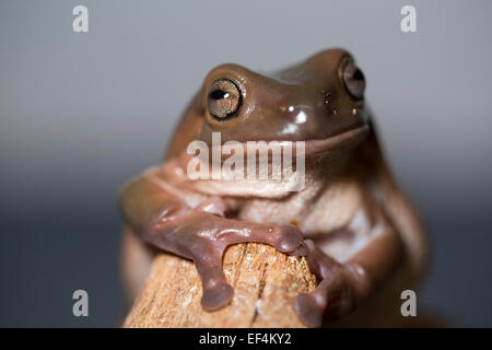 Tierwelt: Whites Laubfrosch – 'Litoria Caerulea'. Stockfoto