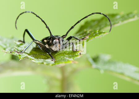 Moschus-Käfer, Moschusbock, Moschuss-Bock, Moschusbockkäfer, Moschuss-Bockkäfer, Aromia moschata Stockfoto