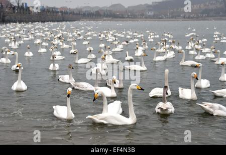 Rongcheng, China Shandong Provinz. 27. Januar 2015. Schwäne auf dem Meer in Rongcheng, Ost-China Shandong Provinz, 27. Januar 2015 ruhen. Zehntausende von Schwänen, die Migration aus dem Norden haben im Rongcheng übergeben den Winter kamen. Bildnachweis: Xu Suhui/Xinhua/Alamy Live-Nachrichten Stockfoto