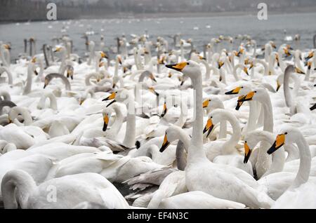 Rongcheng, China Shandong Provinz. 27. Januar 2015. Schwäne auf dem Meer in Rongcheng, Ost-China Shandong Provinz, 27. Januar 2015 ruhen. Zehntausende von Schwänen, die Migration aus dem Norden haben im Rongcheng übergeben den Winter kamen. Bildnachweis: Xu Suhui/Xinhua/Alamy Live-Nachrichten Stockfoto