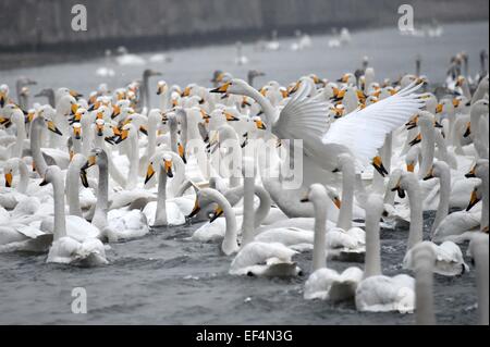 Rongcheng, China Shandong Provinz. 27. Januar 2015. Schwäne auf dem Meer in Rongcheng, Ost-China Shandong Provinz, 27. Januar 2015 ruhen. Zehntausende von Schwänen, die Migration aus dem Norden haben im Rongcheng übergeben den Winter kamen. Bildnachweis: Xu Suhui/Xinhua/Alamy Live-Nachrichten Stockfoto