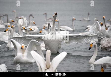 Rongcheng, China Shandong Provinz. 27. Januar 2015. Schwäne auf dem Meer in Rongcheng, Ost-China Shandong Provinz, 27. Januar 2015 ruhen. Zehntausende von Schwänen, die Migration aus dem Norden haben im Rongcheng übergeben den Winter kamen. Bildnachweis: Xu Suhui/Xinhua/Alamy Live-Nachrichten Stockfoto