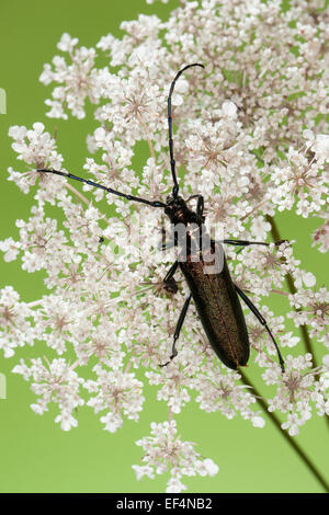 Moschus-Käfer, Moschusbock, Moschuss-Bock, Moschusbockkäfer, Moschuss-Bockkäfer, Aromia moschata Stockfoto