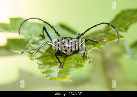 Moschus-Käfer, Moschusbock, Moschuss-Bock, Moschusbockkäfer, Moschuss-Bockkäfer, Aromia moschata Stockfoto