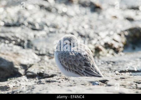 Sanderling (Calidris Alba) Schlafplatz bei Flut Stockfoto