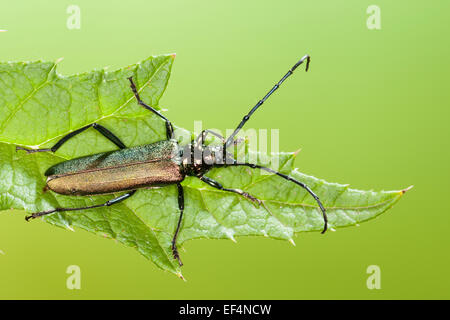 Moschus-Käfer, Moschusbock, Moschuss-Bock, Moschusbockkäfer, Moschuss-Bockkäfer, Aromia moschata Stockfoto