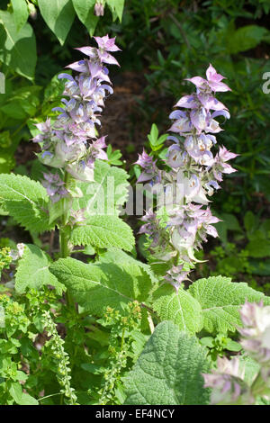 Muskatellersalbei, Muskateller Salbei, Muskatellersalbei, Muskateller-Salbei, Muskat-Salbei, Muskatsalbei, Muskatellasalbei, Salvia sclarea Stockfoto