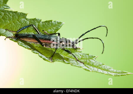 Moschus-Käfer, Moschusbock, Moschuss-Bock, Moschusbockkäfer, Moschuss-Bockkäfer, Aromia moschata Stockfoto