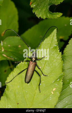 Moschus-Käfer, Moschusbock, Moschuss-Bock, Moschusbockkäfer, Moschuss-Bockkäfer, Aromia moschata Stockfoto