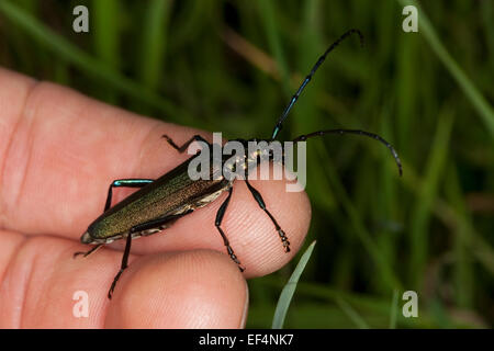 Moschus-Käfer, Moschusbock, Moschuss-Bock, Moschusbockkäfer, Moschuss-Bockkäfer, Aromia moschata Stockfoto