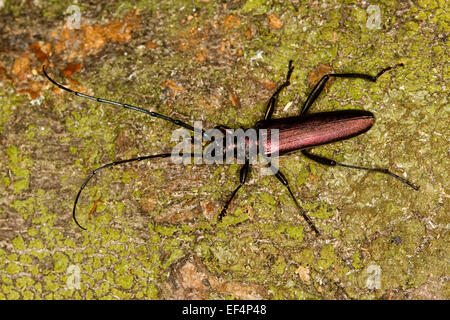 Moschus-Käfer, Moschusbock, Moschuss-Bock, Moschusbockkäfer, Moschuss-Bockkäfer, Aromia moschata Stockfoto