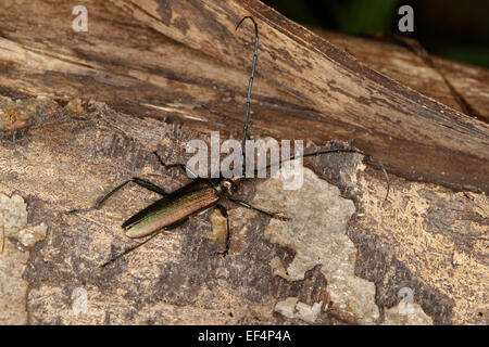 Moschus-Käfer, Moschusbock, Moschuss-Bock, Moschusbockkäfer, Moschuss-Bockkäfer, Aromia moschata Stockfoto