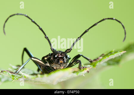 Moschus-Käfer, Moschusbock, Moschuss-Bock, Moschusbockkäfer, Moschuss-Bockkäfer, Aromia moschata Stockfoto