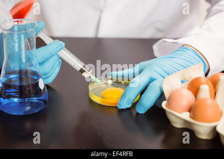 Ernährungswissenschaftler Injektion ein Eigelb in Petrischale Stockfoto