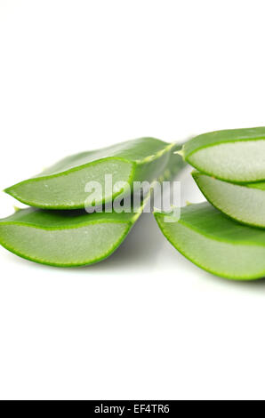 Aloe Vera Blätter isolierten auf weißen Hintergrund Stockfoto