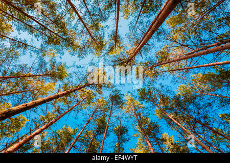 Nachschlagen im Frühlingswald Pine Tree Baldachin. Untere Ansicht Weitwinkel Hintergrund Stockfoto