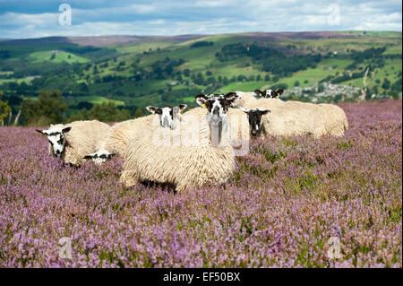 Maultier Gimmer Lämmer aus Dalesbred Schafe auf Heidekraut Moorland oberhalb Pateley Bridge, North Yorkshire, UK. Stockfoto