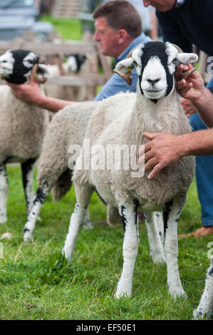 Swaledale Schafen auf der Jahresausstellung Muker Swaledale, North Yorkshire, UK zu urteilen. Stockfoto