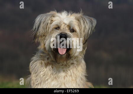 Gos d'Atura Katalanisch Mischling Portrait Stockfoto