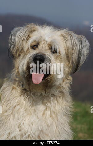 Gos d'Atura Katalanisch Mischling Portrait Stockfoto