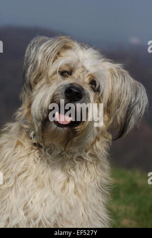 Gos d'Atura Katalanisch Mischling Portrait Stockfoto