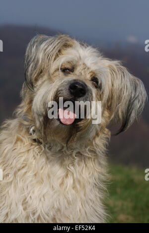 Gos d'Atura Katalanisch Mischling Portrait Stockfoto