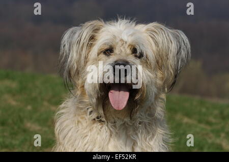 Gos d'Atura Katalanisch Mischling Portrait Stockfoto