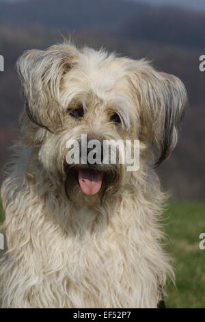 Gos d'Atura Katalanisch Mischling Portrait Stockfoto