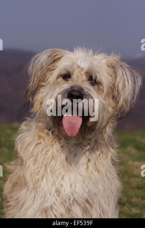 Gos d'Atura Katalanisch Mischling Portrait Stockfoto