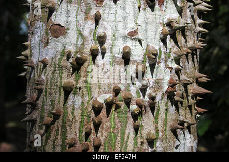 Dornen auf den Stamm der A Ceiba Baum Ceiba pentandra Stockfoto